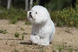 BICHON FRISE 359